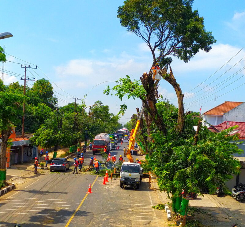 Petugas PLN tengah memperbaiki tiang akibat tertimpa pohon roboh.