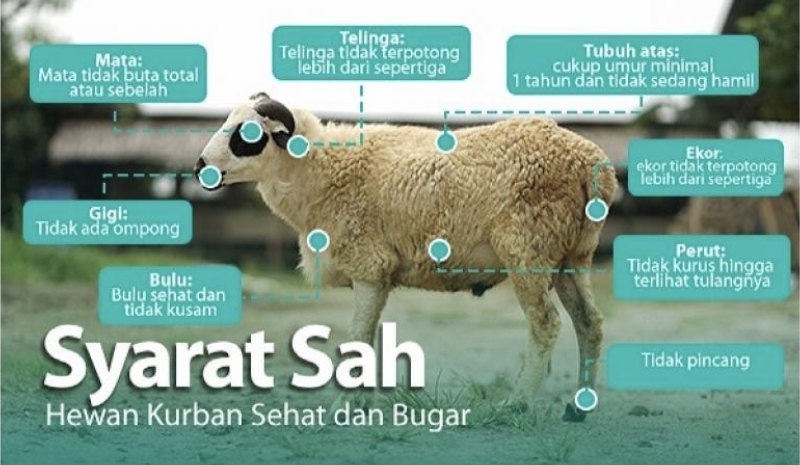Tips memilih Hewan Kurban